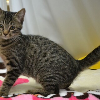 りいた　3ヶ月　人馴れ◎