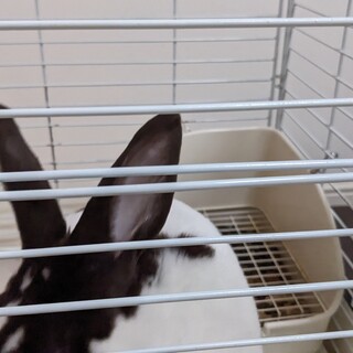 ミニレッキス２歳男の子