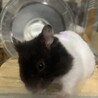 まりなりん