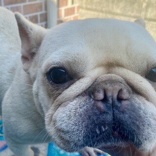 フレンチの女の子