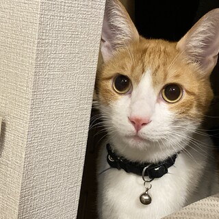 息子の猫アレルギーで医師に勧められ里親募集