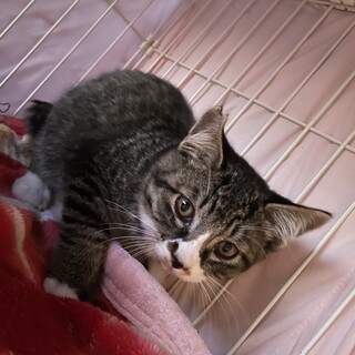 可愛すぎるたけしくんキジ白3ヶ月オス