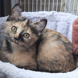 ねこらいく譲渡会