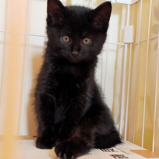 母猫とはぐれて鳴（泣）いていた子猫の新しい家族募集