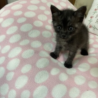 ミルクから育てた可愛い黒猫