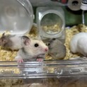 10/4生まれ ゴールデンハムスター(メス)