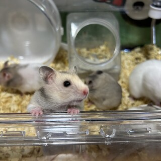 10/4生まれ ゴールデンハムスター(メス)