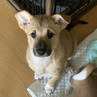 とても優しい子です。どうか伝わりますように。