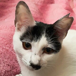 白黒ぶち(鼻黒)♬ポポちゃん(♀)