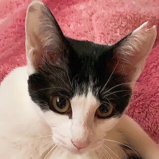 白黒ぶち(鼻ピンク)♬パンちゃん(♀)