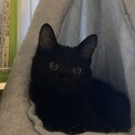 黒仔猫ももちゃん　とても甘えん坊です　