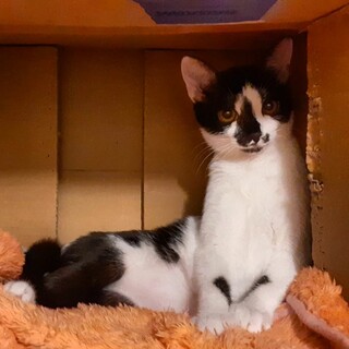 ちょっぴりびびりな白黒こあらちゃん♀️