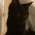 黒猫さくらちゃん　甘えん坊　1歳〜2歳