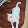 白いもっふもふ、人慣れ中のなつめ君♂️ サムネイル4