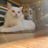 白いもっふもふ、人慣れ中のなつめ君♂️ サムネイル5