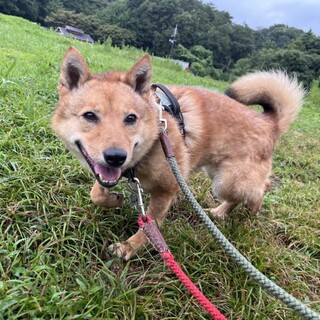 お散歩が大好きな女の子☆ファモちゃん