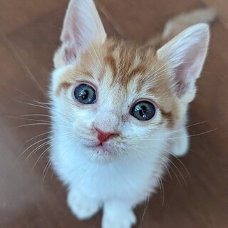 おっとりマイペース　おとめちゃん