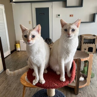 笹かま猫シーザー♂️(兄弟クルトンと一緒に)