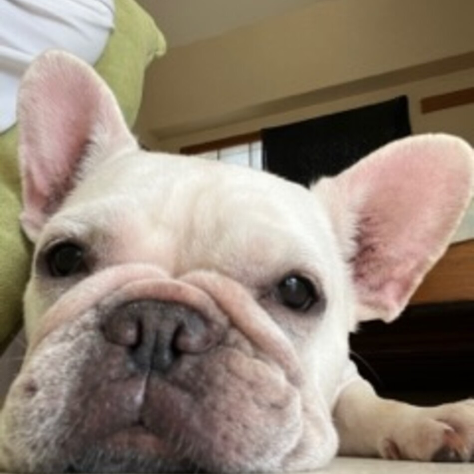 ALOHAちゃんのカバー写真