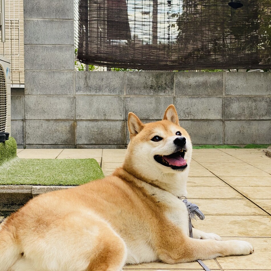 しゅんのカバー写真