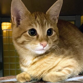 ⭐️4ヶ月くらいの茶トラの男の子