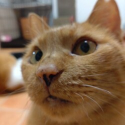 おやつ待ち琴ちゃん