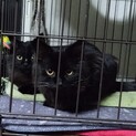長毛MIXの黒猫兄弟