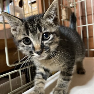 終生飼える方求む