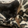 生後5ヶ月　男の子　黒トラ サムネイル6