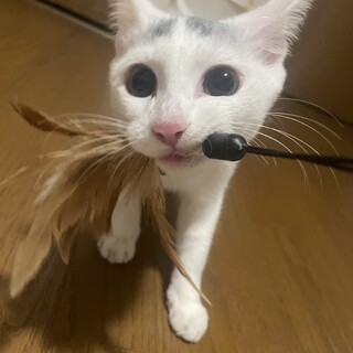 生後5ヶ月　男の子　白猫　ちょい柄