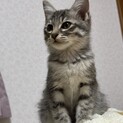 サバトラの女の子です