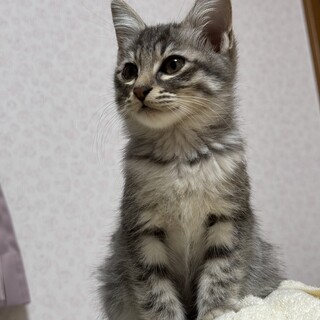 サバトラの女の子です