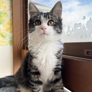 ふわふわの毛並みにまん丸い目の男の子