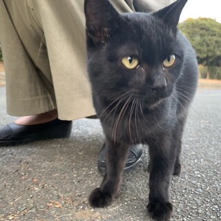 お膝大好き・かなりの甘えん坊です