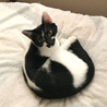 個性的な柄♪ララ君・オス・白黒・去勢済み サムネイル2