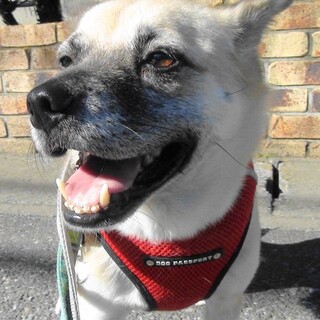 お散歩大好き、少し怖がりな男の子ぽん