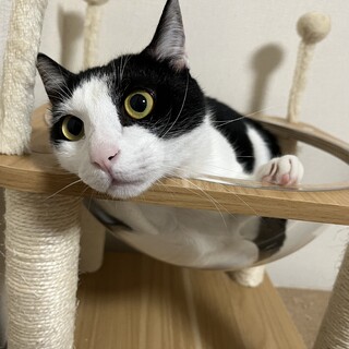 【去勢済】お目目真ん丸の人懐っこいハチワレ猫