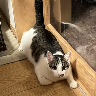 おめめぱっちり◎キジ白の男の子♂