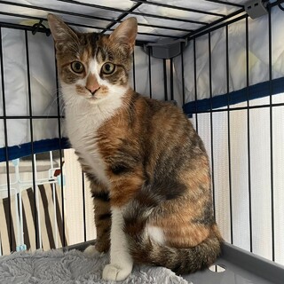 甘えん坊な三毛猫★きなこちゃん