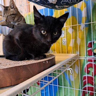 賢い黒猫　薄墨縞入り　３か月女の子