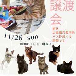 保護ねこ☆小さな譲渡会