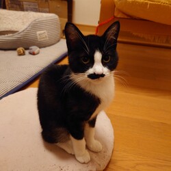 保護ねこ☆小さな譲渡会 サムネイル3