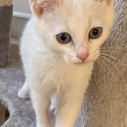 保護ねこ☆小さな譲渡会 サムネイル2