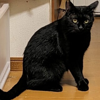 甘えん坊な黒猫　エイズ陽性だけど元気！