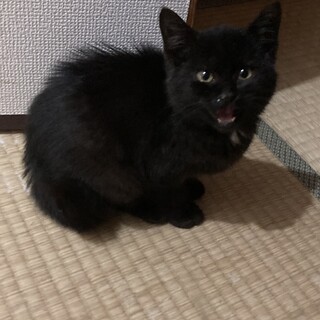 甘えん坊2ヶ月男の子♡