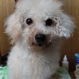 【交渉中】お転婆で寂しがりなビションフリーゼ女の子