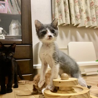 グレーハチワレ可愛い　メデちゃん