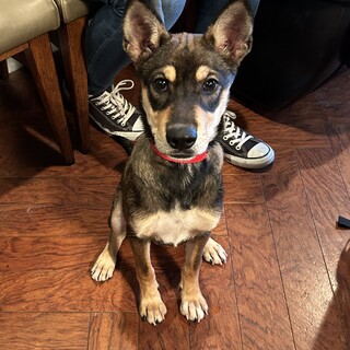 とても頭のいい、アクティブな子です