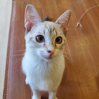 シャムMixのぶれ君♂️