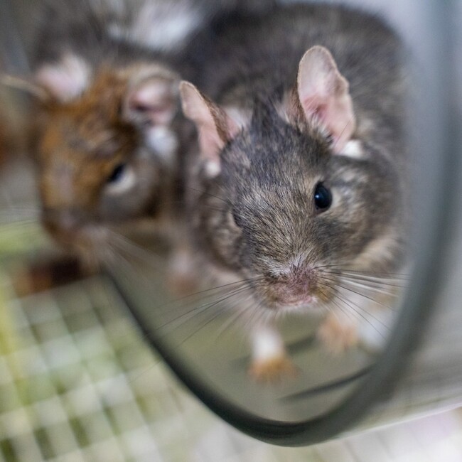 もぎむぎのカバー写真